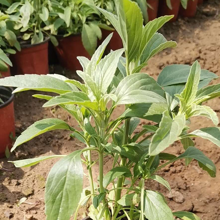 基地直供一串红杯苗 一串红杯苗供应商 量大价优