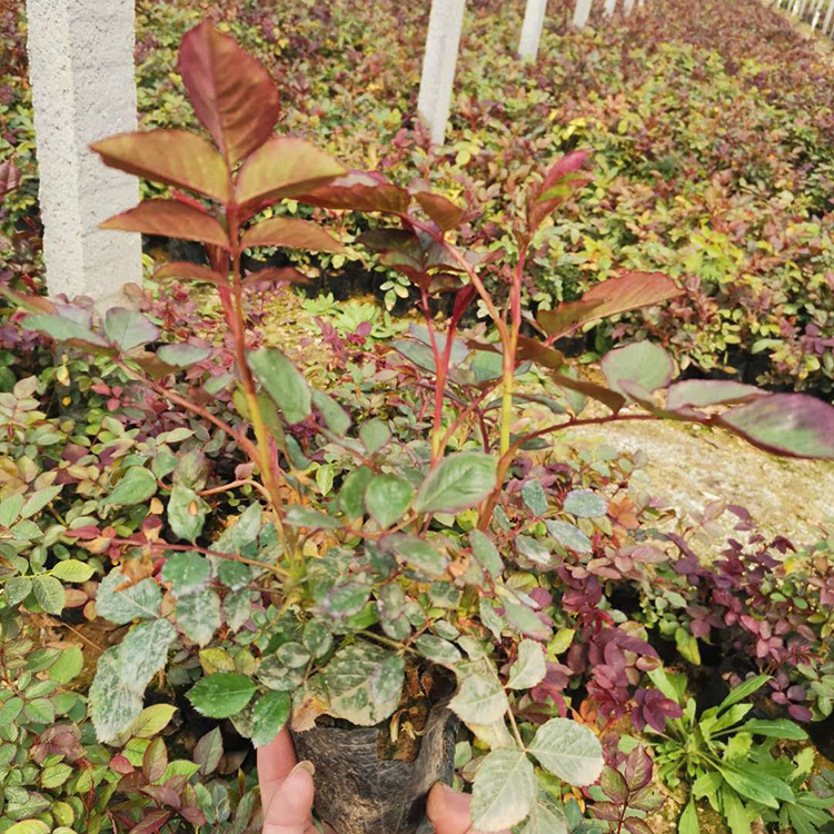 大花多色月季价格 基地供应大花多色月季 易栽培