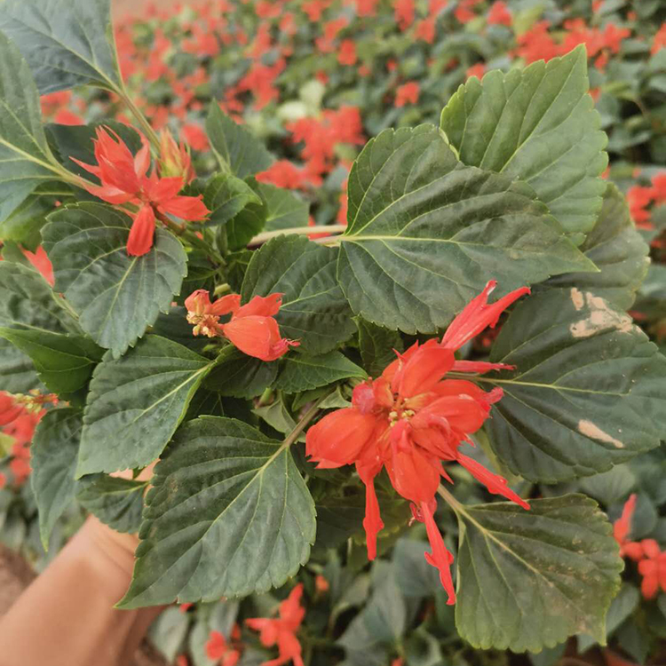 基地直供一串红小苗 一串红小苗批发 价格优惠