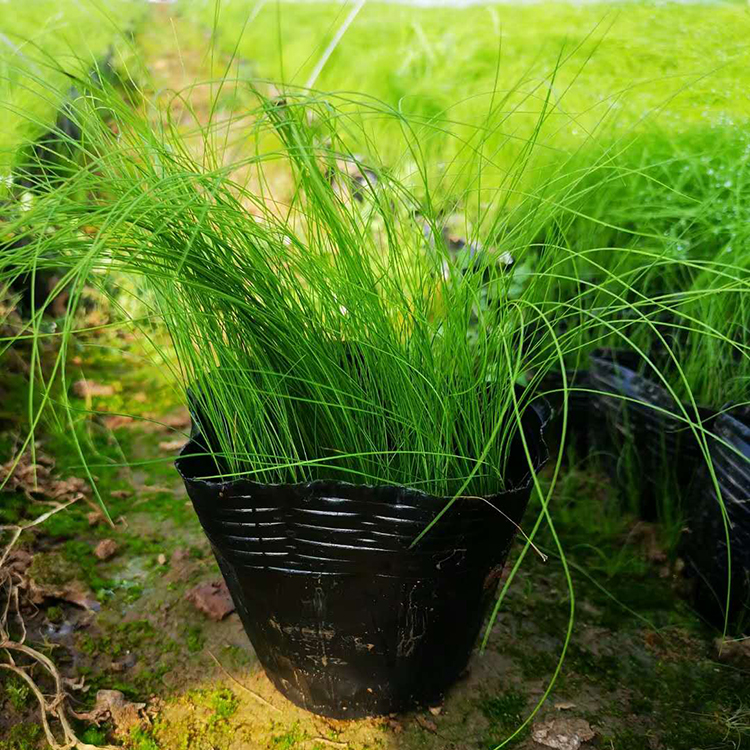 细茎针茅批发基地 远创批发细茎针茅 价格优惠
