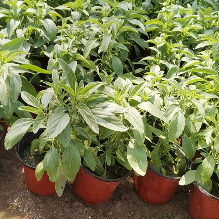 一串红小苗价格 远创供应一串红小苗 价格优惠