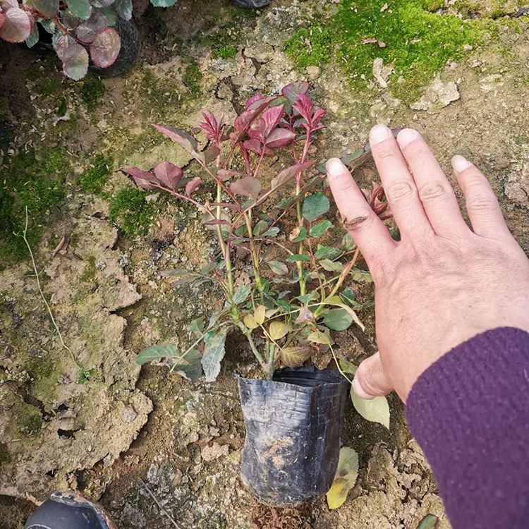 多花色大花月季种植基地 基地供应多花色大花月季 来电咨询