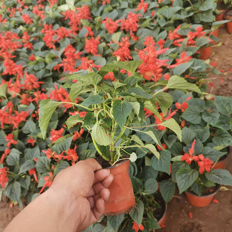 一串红杯苗批发商 远创一串红杯苗 量大价优