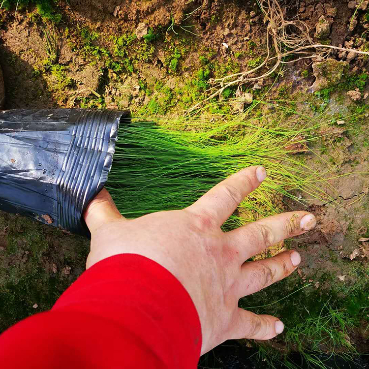 常绿草本细茎针茅培育基地 远创批发常绿草本细茎针茅 量大价优