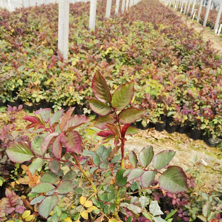 大花月季小苗批发商 远创供应大花月季小苗 价格优惠