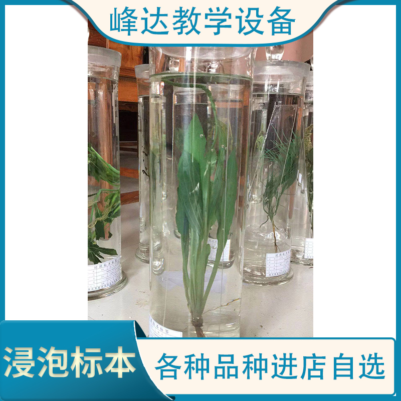 做标本的公司 浸渍标本 浸制标本  中草药植物浸泡标本 植物教学标本 峰达教学专业团队