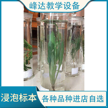 做标本的公司 浸渍标本 浸制标本  中草药植物浸泡标本 植物教学标本 峰达教学专业团队