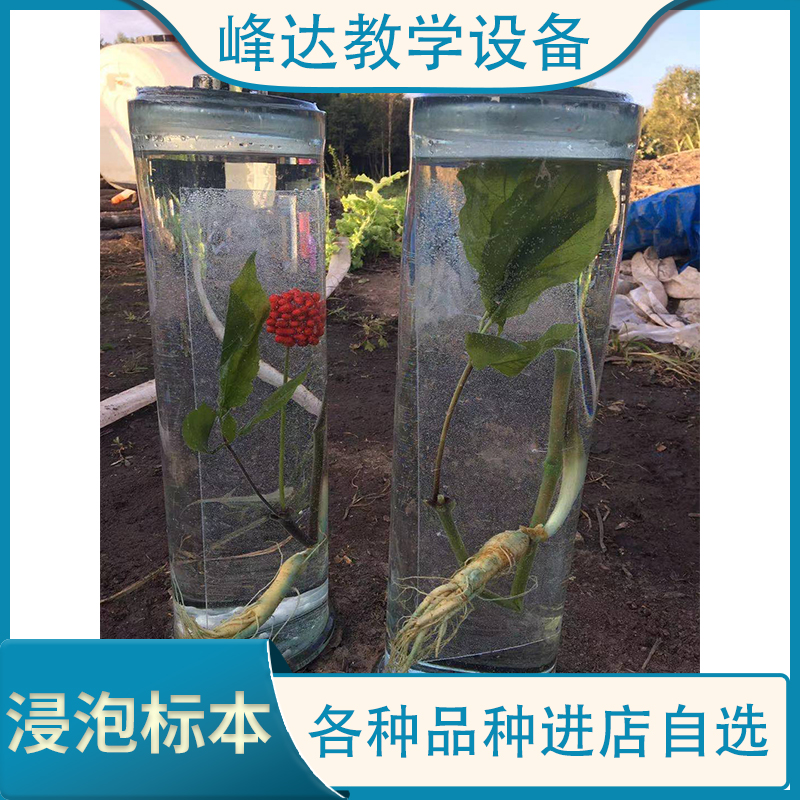 峰达教学专业制作 浸制标本 植物浸制 中草药浸制标本