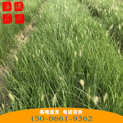 广东小兔子狼尾草批发价 青州绿化草花苗木种植基地