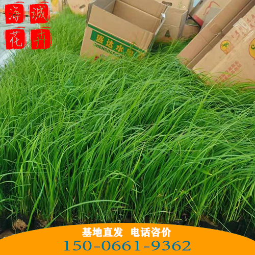 贵州小兔子狼尾草批发价 青州绿化草花苗木种植基地