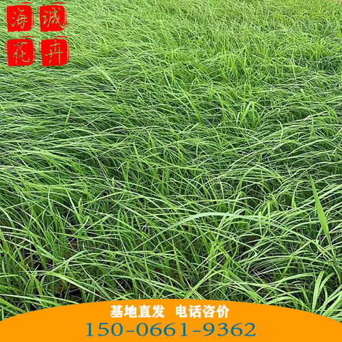 河南小兔子狼尾草批发价 青州绿化草花苗木种植基地