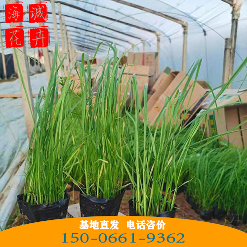 广西小兔子狼尾草批发价 青州绿化草花苗木种植基地