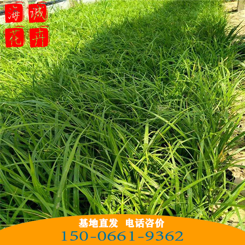 江西小兔子狼尾草批发价 青州绿化草花苗木种植基地
