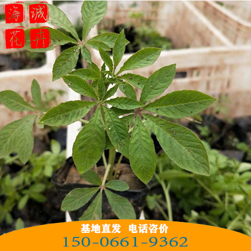醉蝶花批发价格 青州苗木草花 醉蝶花种植基地