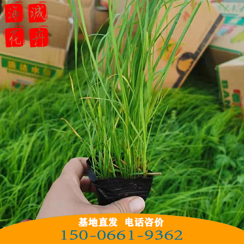 河北小兔子狼尾草批发价 青州绿化草花苗木种植基地