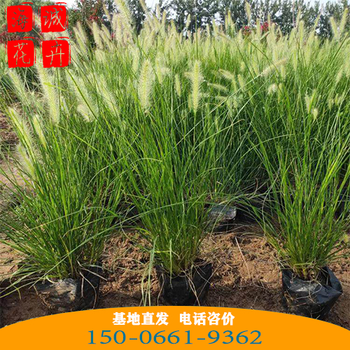 山西小兔子狼尾草批发价 青州绿化草花苗木种植基地