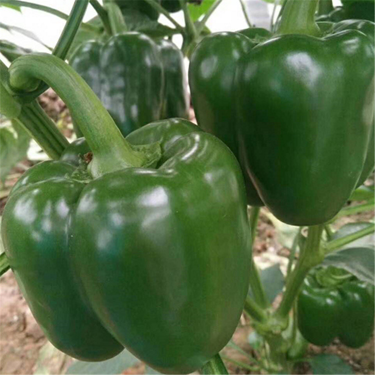 山东露天种植高产线椒种子    高产线椒种子长势好价格实惠