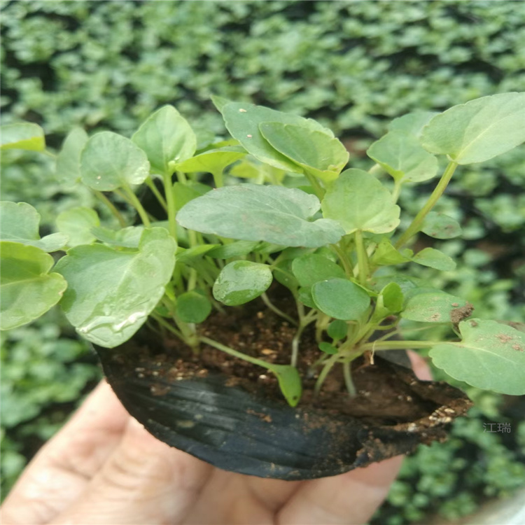 紫花地丁花期 紫花地丁厂家直供 批发紫花地丁 成活好