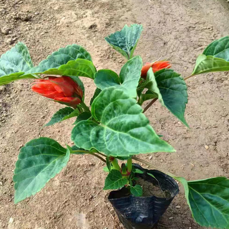 青州一串红种植基地 山东一串红大量供应 质优价廉