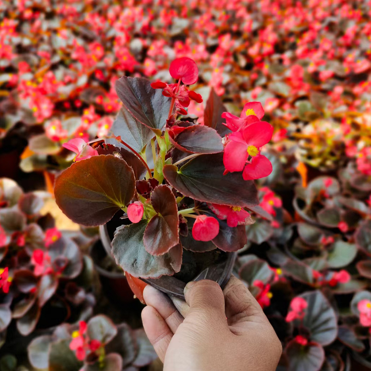 花朵四季成簇开放的四季海棠盆栽宿根花卉出售 质优价廉