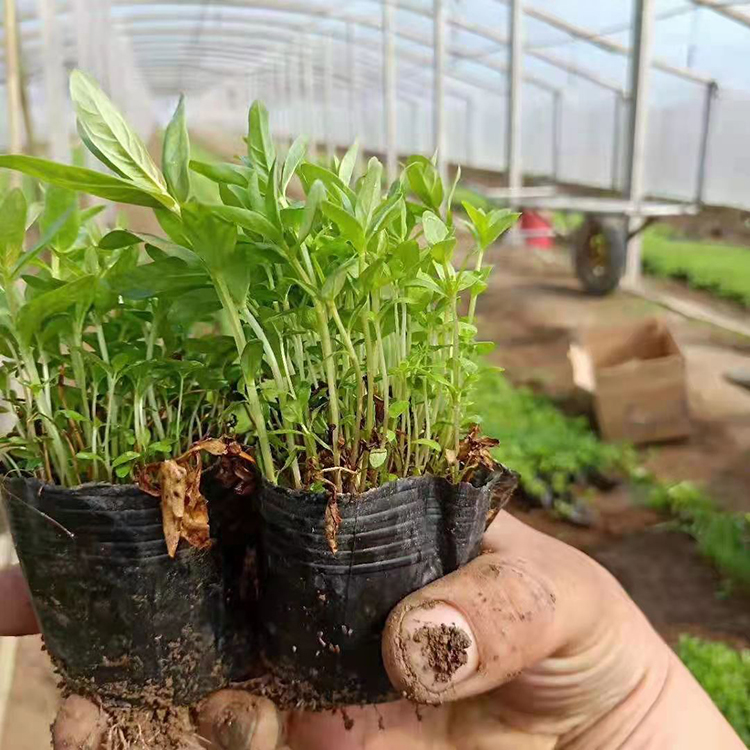 千屈菜营养杯  千屈菜大量供应  全株青绿色，观赏性好