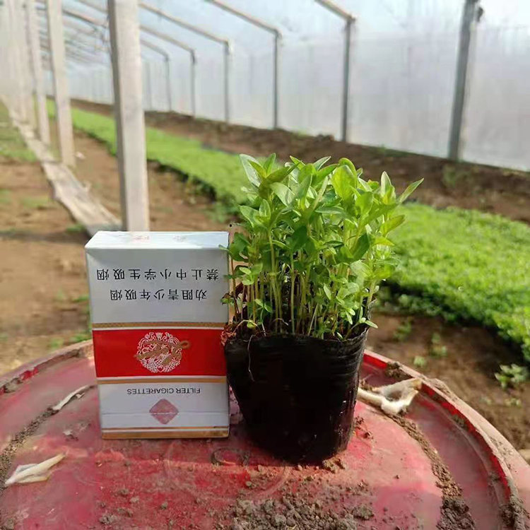 千屈菜营养杯  千屈菜绿化工程用苗  多生长于河岸，湖畔等潮湿草地