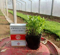 千屈菜营养杯  千屈菜绿化工程用苗  多生长于河岸，湖畔等潮湿草地