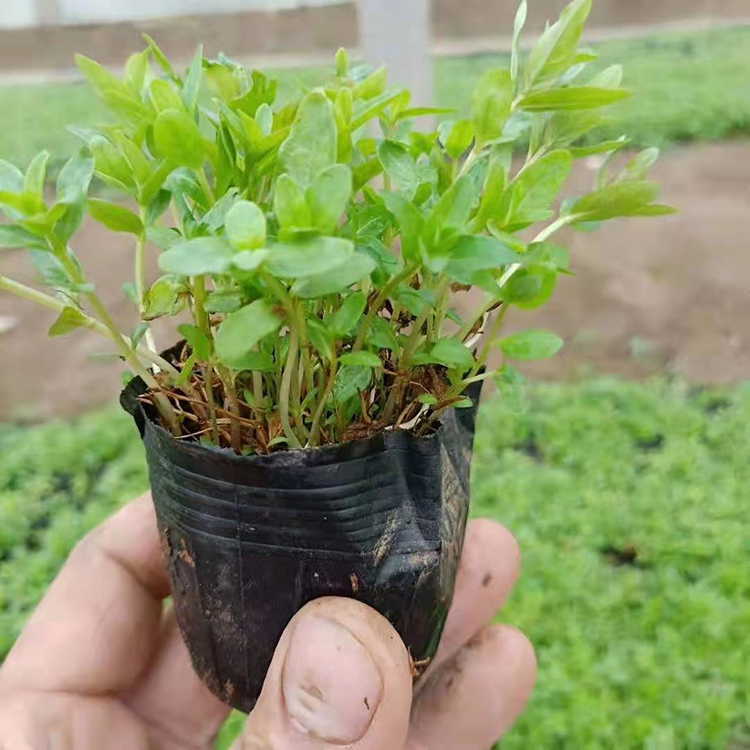 千屈菜小苗  千屈菜绿化工程用苗  株丛整齐，耸立而清秀