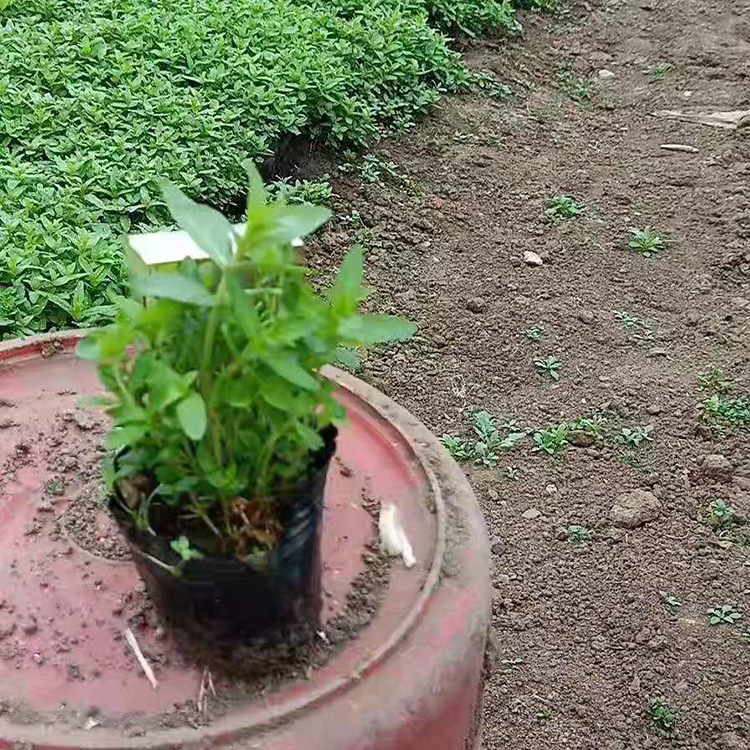 千屈菜供应  千屈菜绿化工程用苗  喜阳光湿润