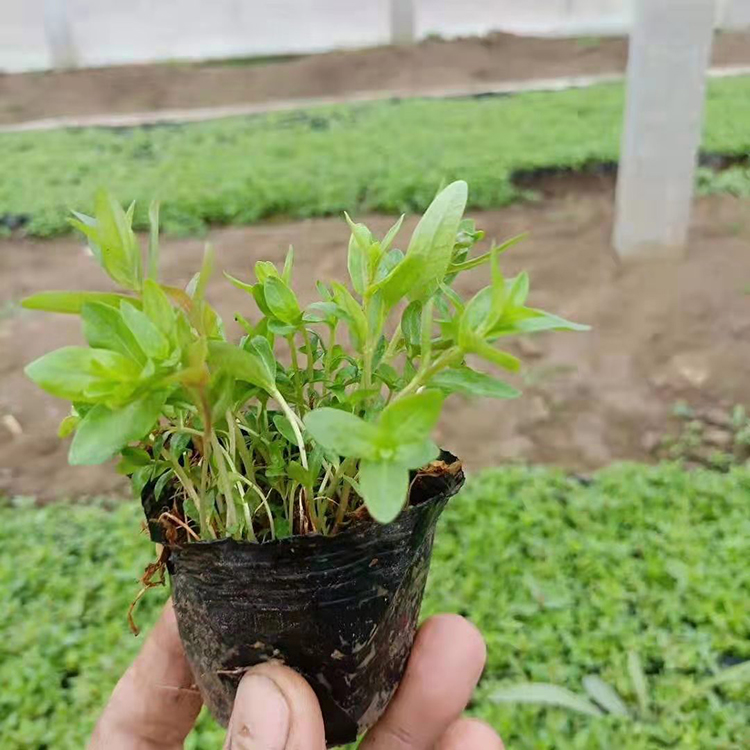 千屈菜价格  千屈菜大量供应  全株青绿色，观赏性好