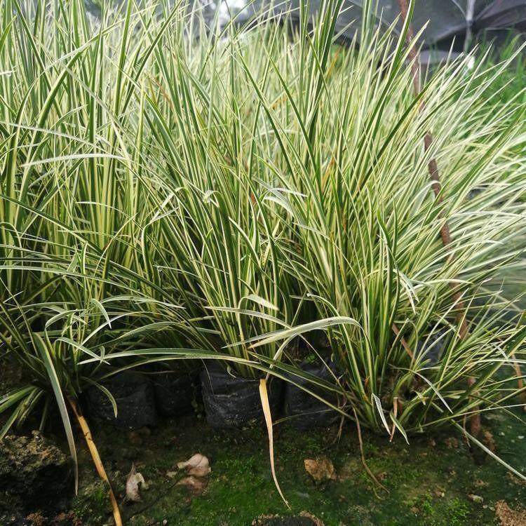 金边苔草价格 自种金边苔草自产青州 基地 直供 发车 绿化