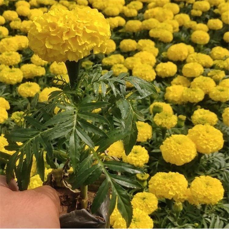 峻赫  万寿菊基地  植株矮壮