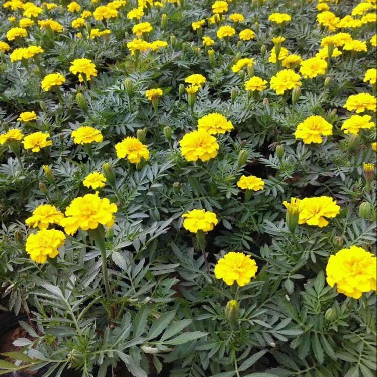 峻赫  国庆花卉租赁孔雀草  孔雀草盆栽  庭园美化