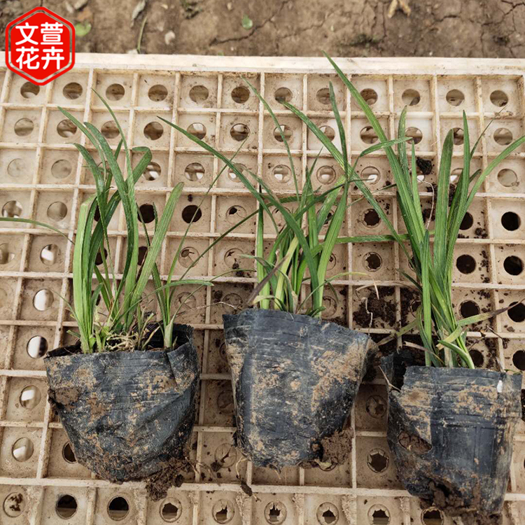 麦冬 观赏草麦冬小苗批发 文萱花卉 基地供应