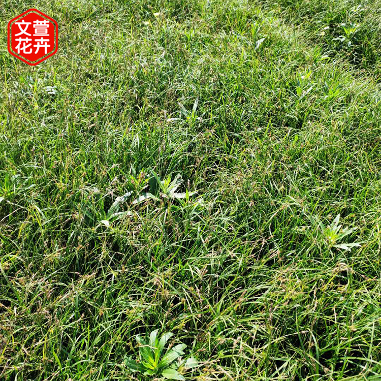 自产自销 地被青绿苔草 青绿苔草价格