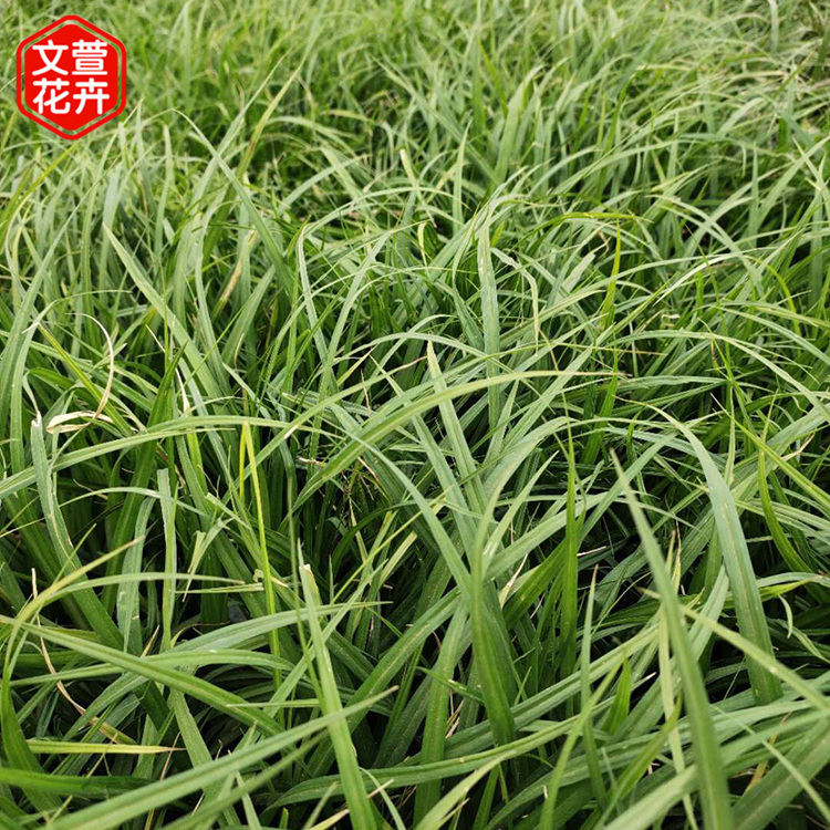 崂峪苔草种植基地 采购基地 山东草花观赏草崂峪苔草