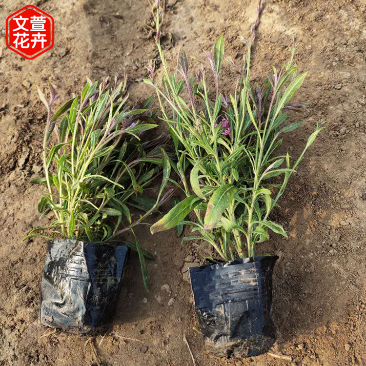 花期长的山桃草 好苗出售 青州山桃草报价