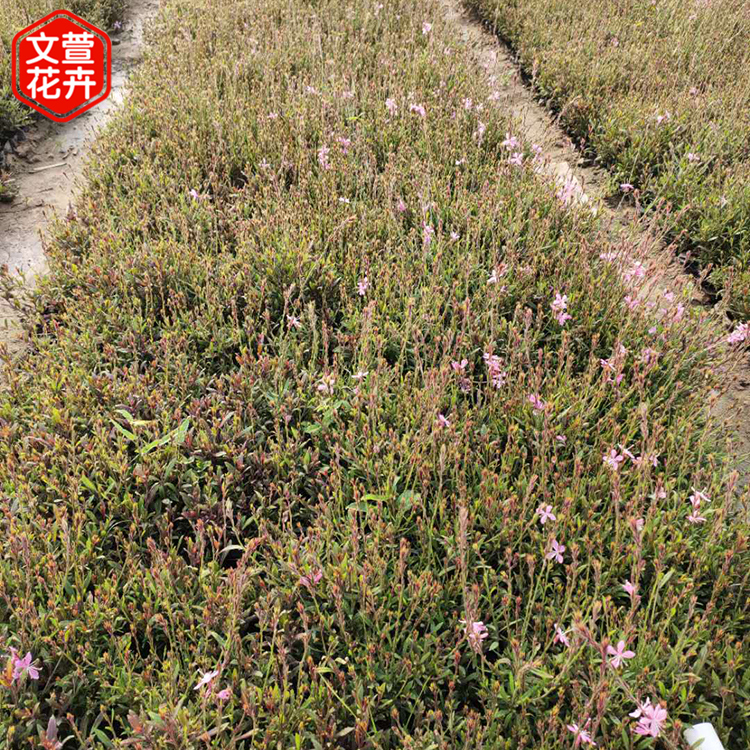 山桃草苗 好苗出售 山东山桃草销售