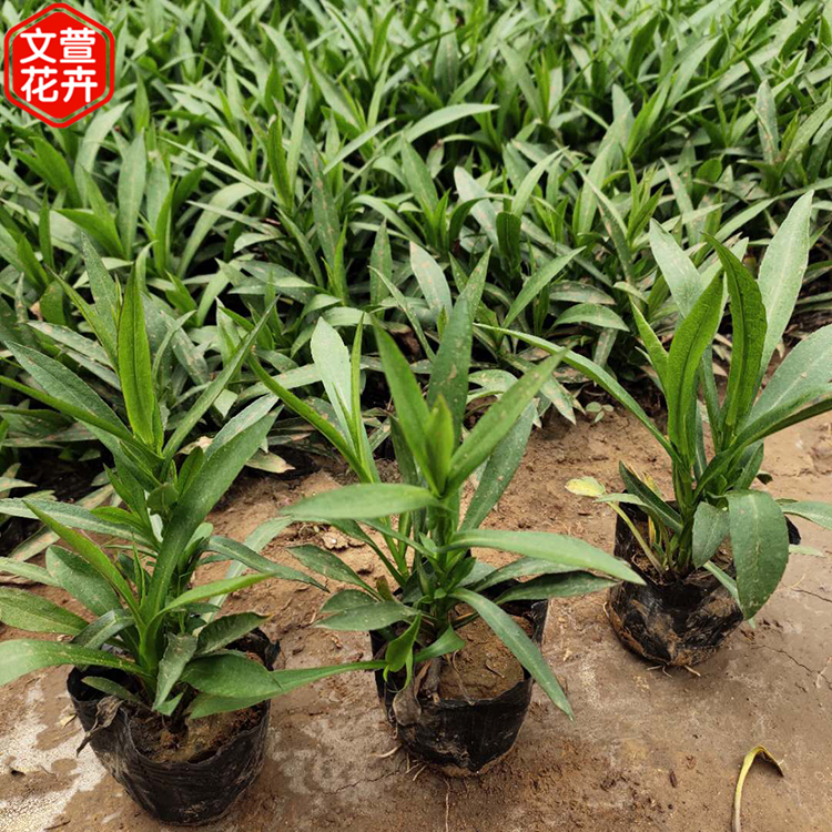 宿根荷兰菊 青州草花 价格从优 荷兰菊批发商