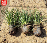 地被青绿苔草 苗圃批发 青州青绿苔草批发