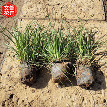 地被青绿苔草 苗圃批发 青州青绿苔草批发