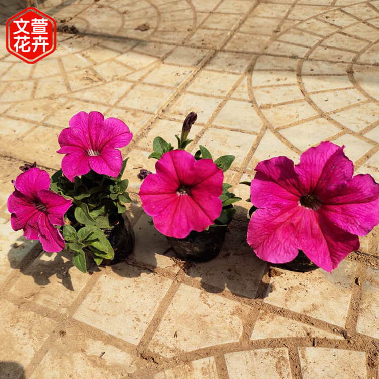 价格从优 垂吊矮牵牛 宿根草花供应 矮牵牛种植基地