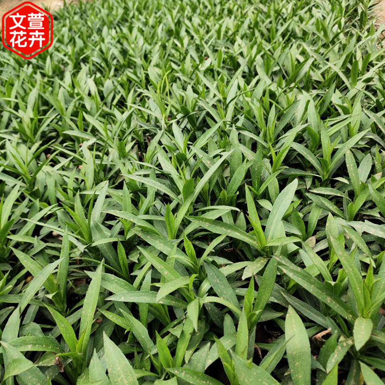 荷兰菊批发商 山东宿根花卉 宿根荷兰菊