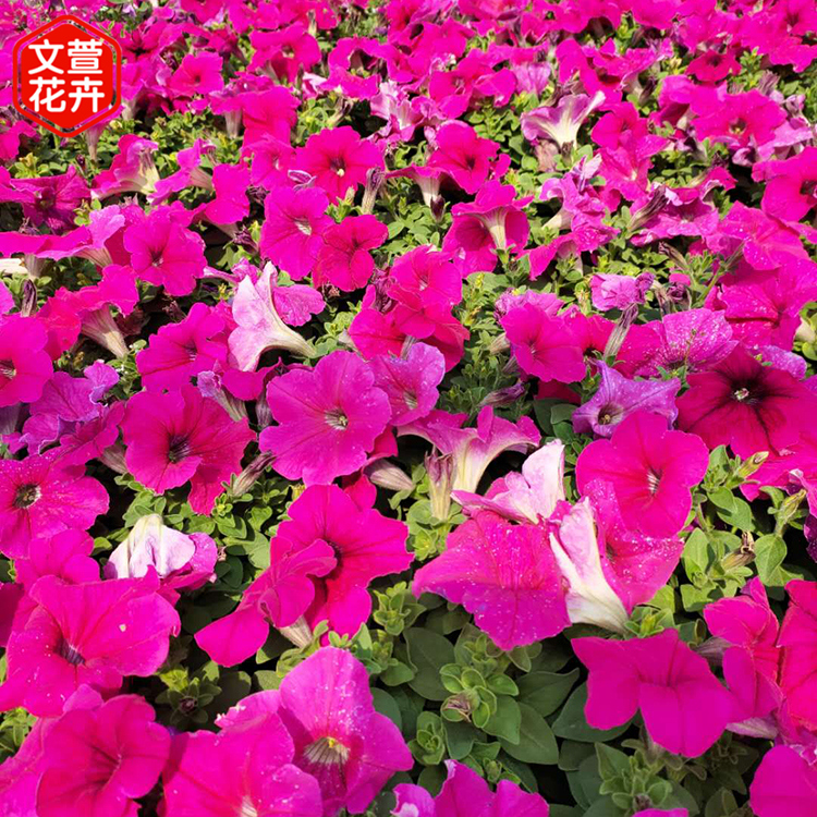 矮牵牛 欢迎选购 山东花卉基地