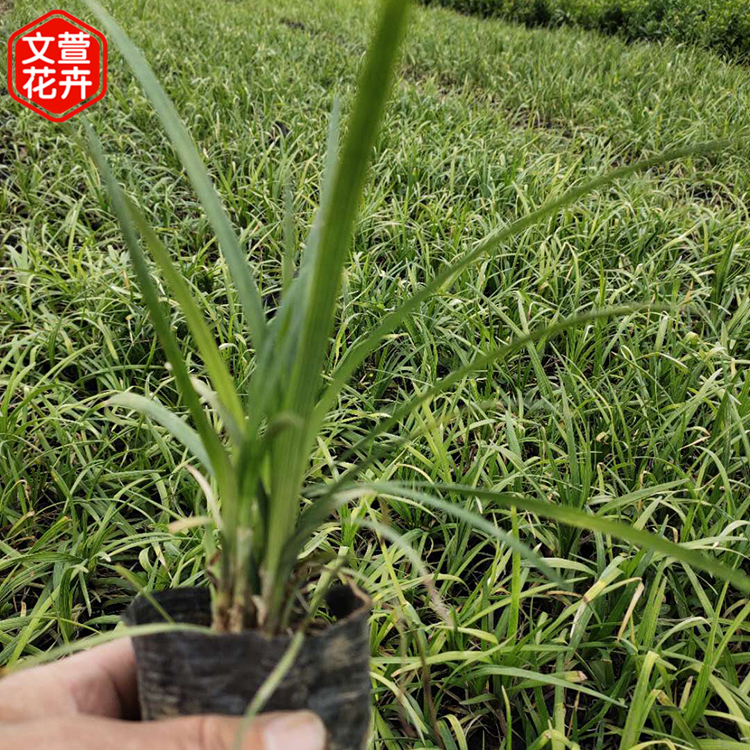 地被绿化麦冬草 杯苗麦冬草 文萱花卉 基地发货
