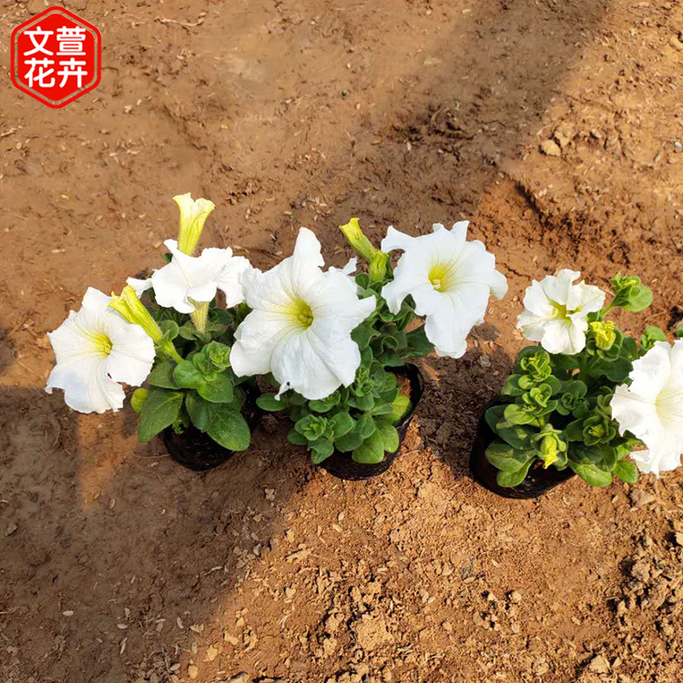 价格从优 矮牵牛 草花批发价格 矮牵牛价格