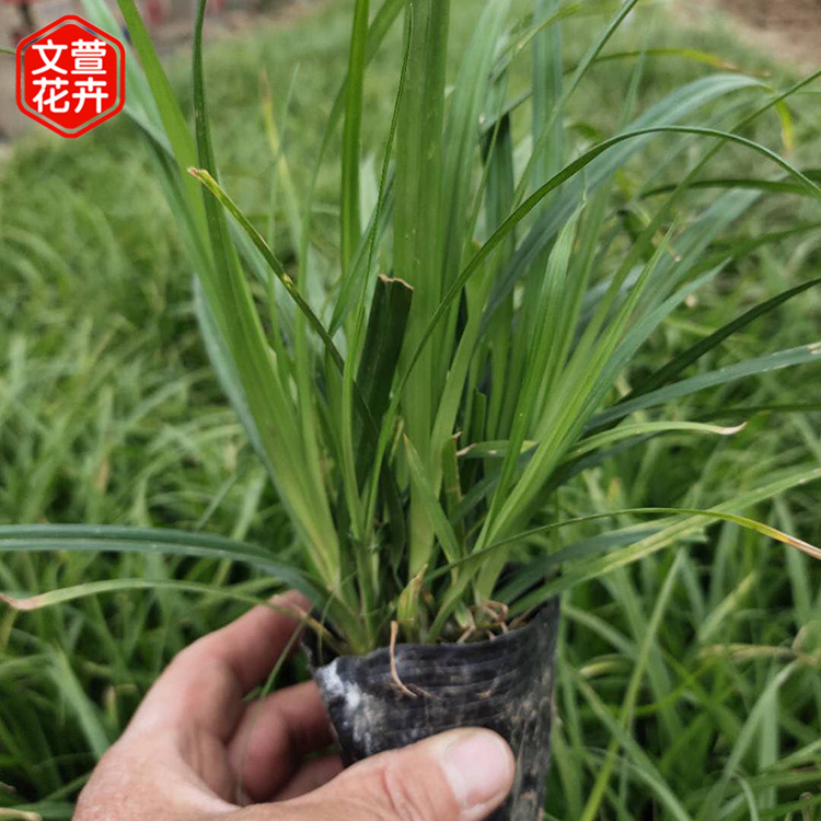 崂峪苔草价格 价格实惠 地被草花批发崂峪苔草