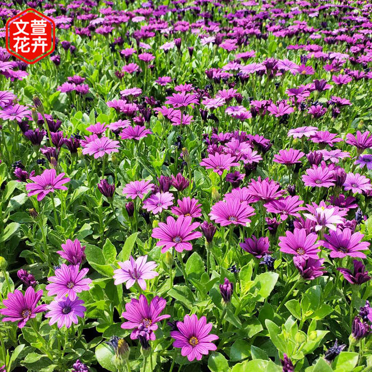 文萱花卉 万寿菊 国庆观赏租摆花卉 黄色菊花 量大从优