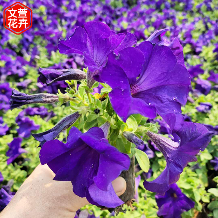 价格从优 垂吊矮牵牛 山东草花 矮牵牛批发