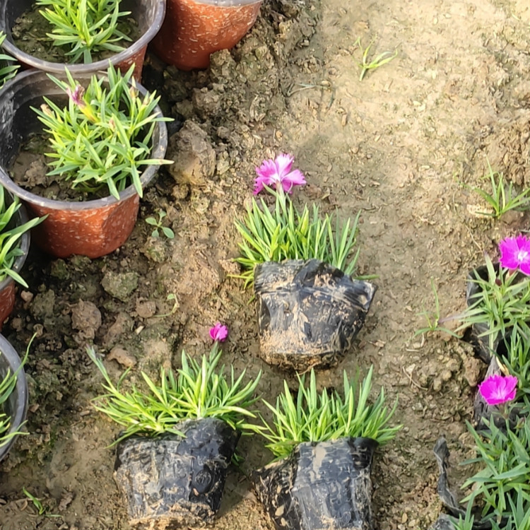 欢迎咨询鑫朵花卉  欧石竹小苗  耐寒抗旱